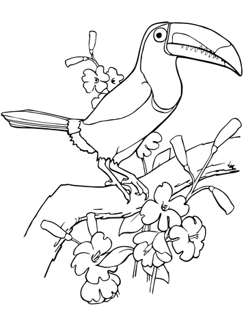 Keel Billed Toucan Coloring Page